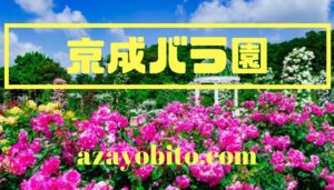 京成バラ園2019の見ごろや開花状況｜行き方や駐車場情報も