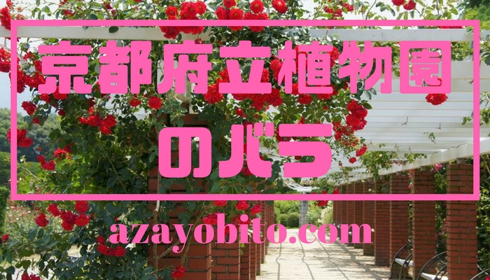 京都府立植物園のバラ19の見頃や開花状況 駐車場やアクセス情報も Yobitosblog
