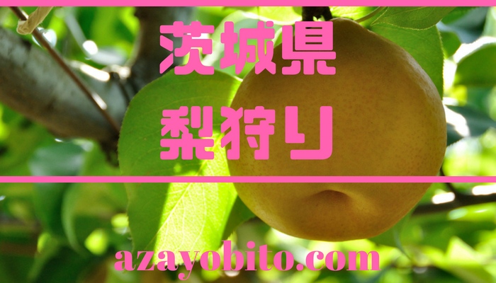 茨城県の梨狩りおすすめランキング 食べ放題やバスツアーについても Yobitosblog
