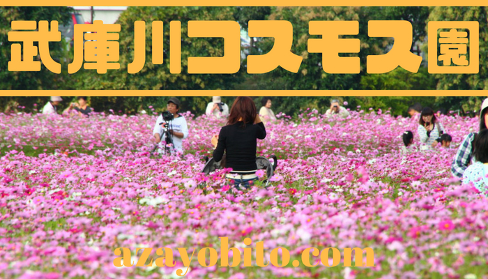 武庫川コスモス園19の日程 見頃や開花状況 駐車場やアクセス情報も Yobitosblog