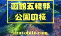 函館五稜郭公園桜まつり2019の見頃や開花状況｜出店やジンギスカンは？